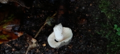 Agaricales