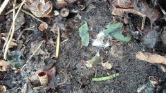 Sclerotinia sclerotiorum