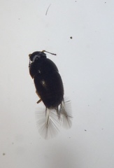 Ptiliidae