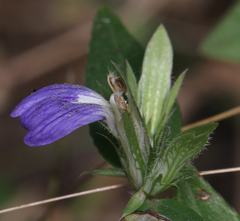 Cynarospermum asperrimum