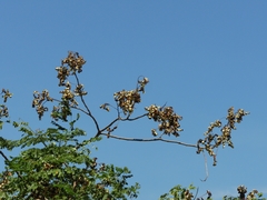 Adenanthera pavonina