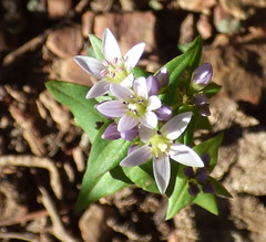 Gentianella microcalyx