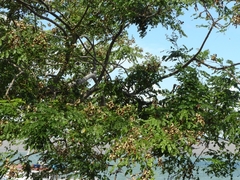 Adenanthera pavonina