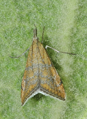 Hyperlais siccalis