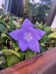 Platycodon