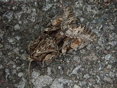 Lacanobia contrastata