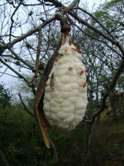 Dysdercus bimaculatus