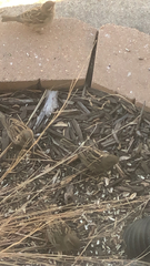 Passer domesticus