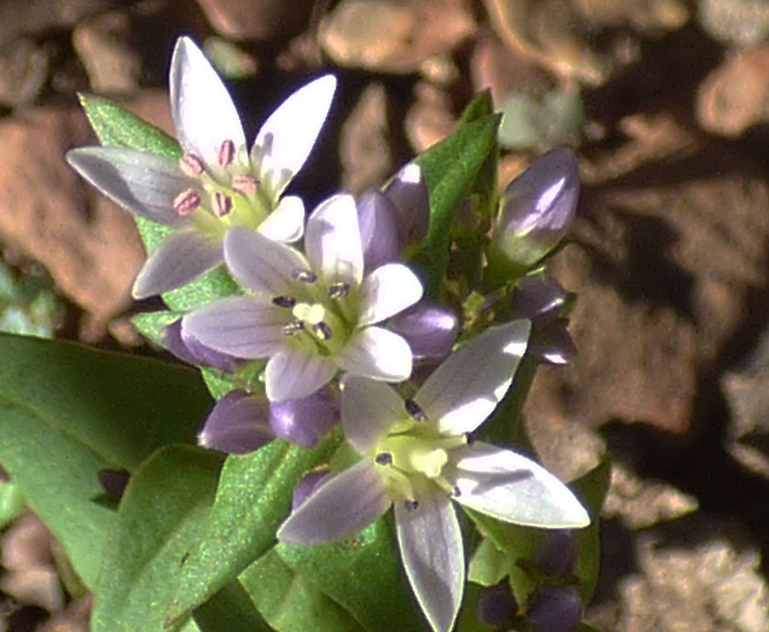 Gentianella microcalyx