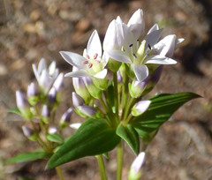 Gentianella microcalyx