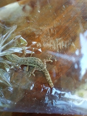 Hemidactylus frenatus