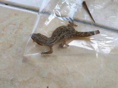 Hemidactylus frenatus