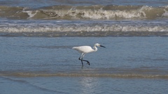 Egretta rufescens