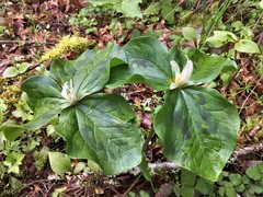 Trillium albidum parviflorum