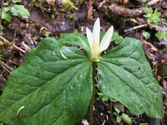 Trillium albidum parviflorum
