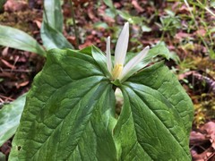 Trillium albidum parviflorum