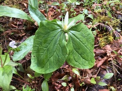 Trillium albidum parviflorum