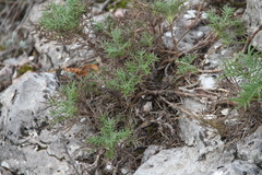 Salvia scabiosifolia
