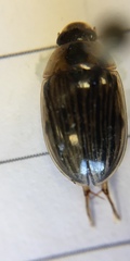 Tropisternus collaris