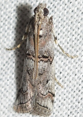 Pempelia compositella
