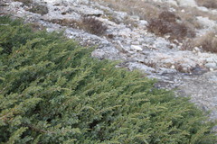 Juniperus communis hemisphaerica