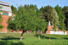 Betula pendula carelica