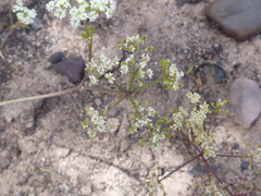 Dasispermum capense