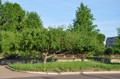 Betula pendula carelica