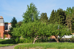 Betula pendula carelica