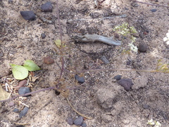 Dasispermum capense