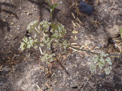 Dasispermum capense