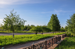Betula pendula carelica