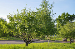 Betula pendula carelica