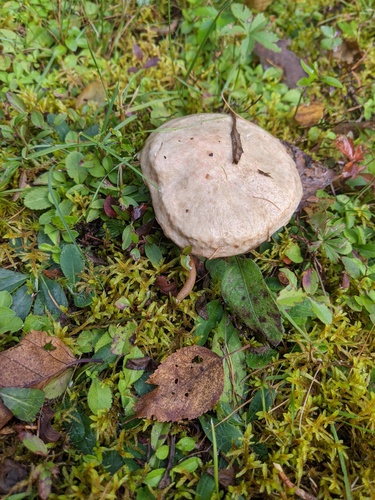 Suillus viscidus — (c) alicia penney, some rights reserved (CC BY)