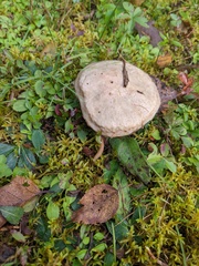 Suillus viscidus