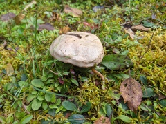 Suillus viscidus