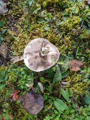 Suillus viscidus