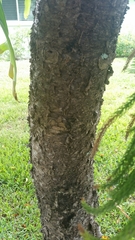 Araucariaceae