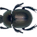 Geotrupes semiopacus - Photo (c) Ludo Leclerc, algunos derechos reservados (CC BY-NC), subido por Ludo Leclerc