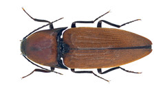 Elater ferrugineus