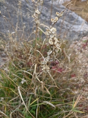 Gladiolus imbricatus