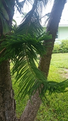 Araucariaceae