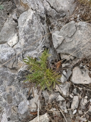 Salvia scabiosifolia