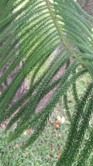 Araucariaceae