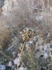 Allium marschalianum