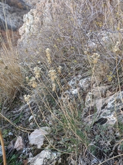 Allium marschalianum