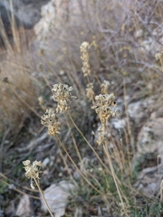 Allium marschalianum