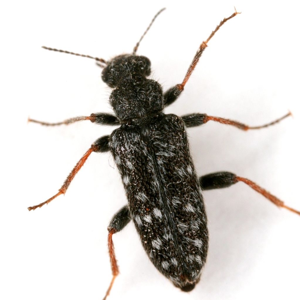 Eurygeniinae