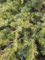 Juniperus communis hemisphaerica