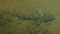 Odontopyxis trispinosa